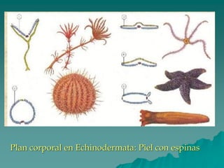 Plan corporal en Echinodermata: Piel con espinas
 