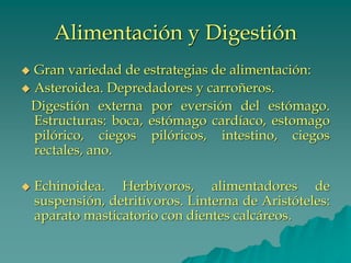 Alimentación y Digestión
◆ Gran variedad de estrategias de alimentación:
◆ Asteroidea. Depredadores y carroñeros.
Digestión externa por eversión del estómago.
Estructuras: boca, estómago cardíaco, estomago
pilórico, ciegos pilóricos, intestino, ciegos
rectales, ano.
◆ Echinoidea. Herbívoros, alimentadores de
suspensión, detritívoros. Linterna de Aristóteles:
aparato masticatorio con dientes calcáreos.
 