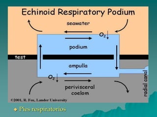 ◆ Pies respiratorios
 