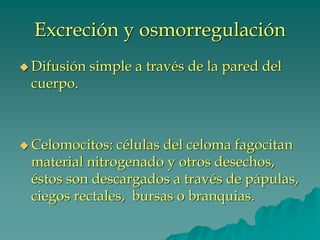 Excreción y osmorregulación
◆ Difusión simple a través de la pared del
cuerpo.
◆ Celomocitos: células del celoma fagocitan
material nitrogenado y otros desechos,
éstos son descargados a través de pápulas,
ciegos rectales, bursas o branquias.
 
