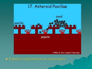 ◆ Pápulas respiratorias en asteroideos
 