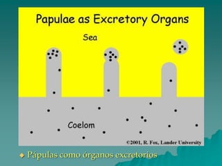 ◆ Pápulas como órganos excretorios
 