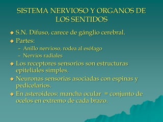 SISTEMA NERVIOSO Y ORGANOS DE
LOS SENTIDOS
◆ S.N. Difuso, carece de gánglio cerebral.
◆ Partes:
– Anillo nervioso, rodea al esófago
– Nervios radiales
◆ Los receptores sensorios son estructuras
epiteliales simples.
◆ Neuronas sensorias asociadas con espinas y
pedicelarios.
◆ En asteroideos: mancha ocular = conjunto de
ocelos en extremo de cada brazo.
 