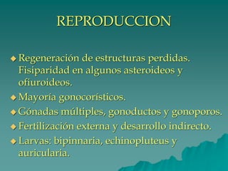 REPRODUCCION
◆ Regeneración de estructuras perdidas.
Fisiparidad en algunos asteroideos y
ofiuroideos.
◆ Mayoría gonocorísticos.
◆ Gónadas múltiples, gonoductos y gonoporos.
◆ Fertilización externa y desarrollo indirecto.
◆ Larvas: bipinnaria, echinopluteus y
auricularia.
 