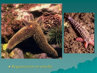 ◆ Regeneración en estrella
 