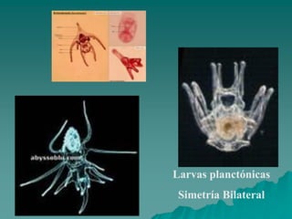 Larvas planctónicas
Simetría Bilateral
 