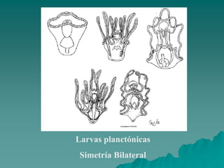 Larvas planctónicas
Simetría Bilateral
 