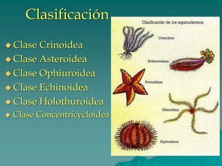 Clasificación
◆ Clase Crinoidea
◆ Clase Asteroidea
◆ Clase Ophiuroidea
◆ Clase Echinoidea
◆ Clase Holothuroidea
◆ Clase Concentricycloidea
 