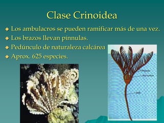 Clase Crinoidea
◆ Los ambulacros se pueden ramificar más de una vez.
◆ Los brazos llevan pínnulas.
◆ Pedúnculo de naturaleza calcárea
◆ Aprox. 625 especies.
 