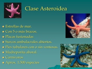 Clase Asteroidea
◆ Estrellas de mar.
◆ Con 5 o más brazos.
◆ Placas fusionadas
◆ Surcos ambulacrales abiertos.
◆ Pies tubulares con o sin ventosas.
◆ Madreporita aboral.
◆ Carnívoros
◆ Aprox. 1,500 especies
 