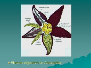 ◆ Sistema digestivo en Asteroidea
 