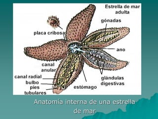 Anatomía interna de una estrella
de mar
 