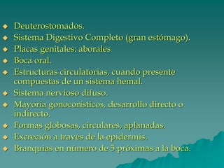 ◆ Deuterostomados.
◆ Sistema Digestivo Completo (gran estómago).
◆ Placas genitales: aborales
◆ Boca oral.
◆ Estructuras circulatorias, cuando presente
compuestas de un sistema hemal.
◆ Sistema nervioso difuso.
◆ Mayoría gonocorísticos, desarrollo directo o
indirecto.
◆ Formas globosas, circulares, aplanadas.
◆ Excreción a través de la epidermis.
◆ Branquias en número de 5 próximas a la boca.
 