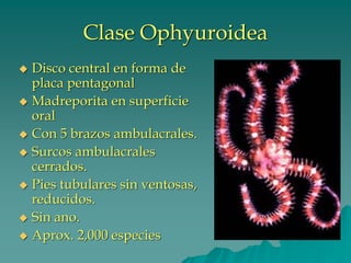 Clase Ophyuroidea
◆ Disco central en forma de
placa pentagonal
◆ Madreporita en superficie
oral
◆ Con 5 brazos ambulacrales.
◆ Surcos ambulacrales
cerrados.
◆ Pies tubulares sin ventosas,
reducidos.
◆ Sin ano.
◆ Aprox. 2,000 especies
 