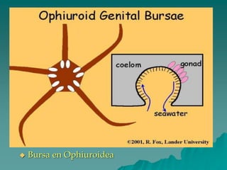 ◆ Bursa en Ophiuroidea
 