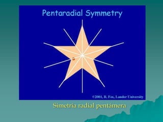 Simetría radial pentámera
 