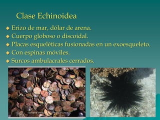 Clase Echinoidea
◆ Erizo de mar, dólar de arena.
◆ Cuerpo globoso o discoidal.
◆ Placas esqueléticas fusionadas en un exoesqueleto.
◆ Con espinas móviles.
◆ Surcos ambulacrales cerrados.
 