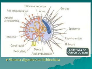 ◆ Sistema digestivo en Echinoidea
 