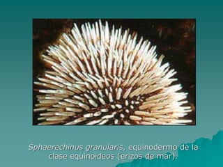 Sphaerechinus granularis, equinodermo de la
clase equinoideos (erizos de mar).
 