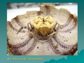 ◆ Linterna de Aristóteles
 