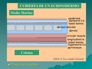 ◆ Pared del cuerpo
Celoma
Medio Marino
CUBIERTA DE UN ECHINODERMO
 