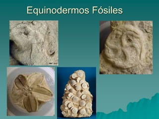 Equinodermos Fósiles
 