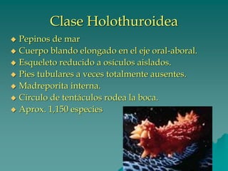 Clase Holothuroidea
◆ Pepinos de mar
◆ Cuerpo blando elongado en el eje oral-aboral.
◆ Esqueleto reducido a osículos aislados.
◆ Pies tubulares a veces totalmente ausentes.
◆ Madreporita interna.
◆ Círculo de tentáculos rodea la boca.
◆ Aprox. 1,150 especies
 