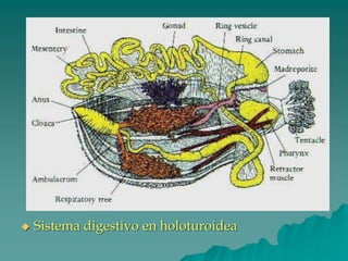 ◆ Sistema digestivo en holoturoidea
 