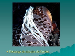 ◆ Descarga de túbulos de Cuvier
 