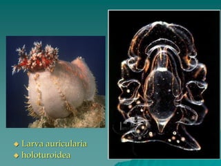◆ Larva auricularia
◆ holoturoidea
 