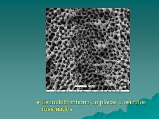 ◆ Esqueleto interno de placas u osículos
fusionados
 