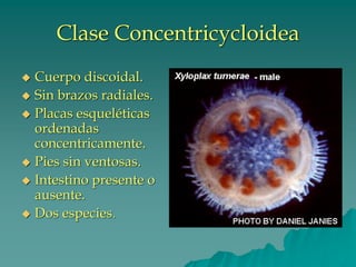Clase Concentricycloidea
◆ Cuerpo discoidal.
◆ Sin brazos radiales.
◆ Placas esqueléticas
ordenadas
concentricamente.
◆ Pies sin ventosas.
◆ Intestino presente o
ausente.
◆ Dos especies.
 