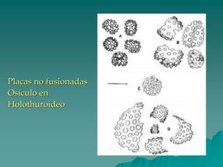 Placas no fusionadas
Osículo en
Holothuroideo
 