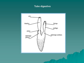Tubo digestivo
 