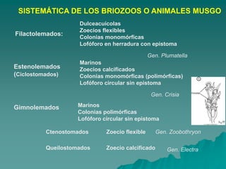 SISTEMÁTICA DE LOS BRIOZOOS O ANIMALES MUSGO
Filactolemados:
Dulceacuícolas
Zoecios flexibles
Colonias monomórficas
Lofóforo en herradura con epistoma
Estenolemados
(Ciclostomados)
Marinos
Zoecios calcificados
Colonias monomórficas (polimórficas)
Lofóforo circular sin epistoma
Gimnolemados Marinos
Colonias polimórficas
Lofóforo circular sin epistoma
Ctenostomados Zoecio flexible
Queilostomados Zoecio calcificado
Gen. Plumatella
Gen. Zoobothryon
Gen. Electra
Gen. Crisia
 