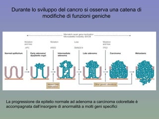 Durante lo sviluppo del cancro si osserva una catena di modifiche di funzioni geniche La progressione da epitelio normale ad adenoma a carcinoma colorettale è accompagnata dall’insorgere di anormalità a molti geni specifici 