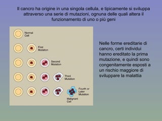 Nelle forme ereditarie di cancro, certi individui hanno ereditato la prima mutazione, e quindi sono congenitamente esposti a un rischio maggiore di sviluppare la malattia Il cancro ha origine in una singola cellula, e tipicamente si sviluppa attraverso una serie di mutazioni, ognuna delle quali altera il funzionamento di uno o più geni 