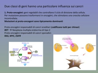 Due classi di geni hanno una particolare influenza sui cancri 1. Proto-oncogèni:  geni regolabili che controllano il ciclo di divisione della cellula. Per mutazione possono trasformarsi in oncogèni, che stimolano una crescita cellulare incontrollata. Mutazioni ai proto-oncogeni sono tipicamente dominanti Proto-oncogèni responsabili di cancri ereditari ( codificano tutti per chinasi )  RET :    Neoplasia multipla endocrina di tipo 2 Proto-oncogèni responsabili di cancri sporadici:  RAS, MYC, EGFR 