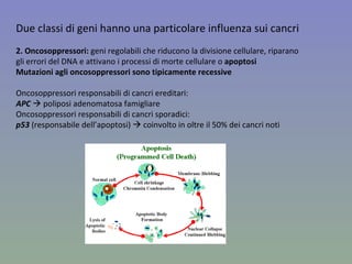 Due classi di geni hanno una particolare influenza sui cancri 2. Oncosoppressori:  geni regolabili che riducono la divisione cellulare, riparano gli errori del DNA e attivano i processi di morte cellulare o  apoptosi Mutazioni agli oncosoppressori sono tipicamente recessive Oncosoppressori   responsabili di cancri ereditari:  APC     poliposi adenomatosa famigliare Oncosoppressori   responsabili di cancri sporadici:  p53  (responsabile dell’apoptosi)    coinvolto in oltre il 50% dei cancri noti 