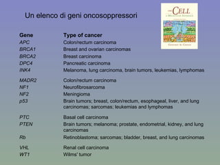 Un elenco di geni oncosoppressori Gene Type of cancer APC Colon/rectum carcinoma BRCA1 Breast and ovarian carcinomas BRCA2 Breast carcinoma DPC4 Pancreatic carcinoma INK4 Melanoma, lung carcinoma, brain tumors, leukemias, lymphomas MADR2 Colon/rectum carcinoma NF1 Neurofibrosarcoma NF2 Meningioma p53 Brain tumors; breast, colon/rectum, esophageal, liver, and lung carcinomas; sarcomas; leukemias and lymphomas PTC Basal cell carcinoma PTEN Brain tumors; melanoma; prostate, endometrial, kidney, and lung carcinomas Rb Retinoblastoma; sarcomas; bladder, breast, and lung carcinomas VHL Renal cell carcinoma WT1 Wilms' tumor 