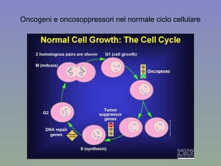 Oncogeni e oncosoppressori nel normale ciclo cellulare 