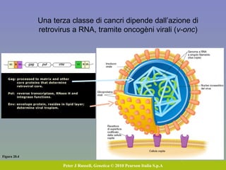 Figura 20.4 Peter J Russell,  Genetica  © 2010 Pearson Italia S.p.A Una terza classe di cancri dipende dall’azione di retrovirus a RNA, tramite oncogèni virali ( v-onc ) 