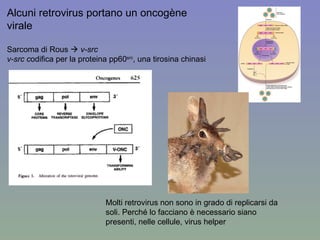 Alcuni retrovirus portano un oncogène virale Sarcoma di Rous     v-src v-src c odifica per la proteina pp60 src , una tirosina chinasi Molti retrovirus non sono in grado di replicarsi da soli. Perché lo facciano è necessario siano presenti, nelle cellule, virus helper 
