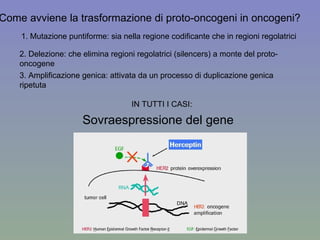 Come avviene la trasformazione di proto-oncogeni in oncogeni? 1. Mutazione puntiforme: sia nella regione codificante che in regioni regolatrici 2. Delezione: che elimina regioni regolatrici (silencers) a monte del proto-oncogene 3. Amplificazione genica: attivata da un processo di duplicazione genica ripetuta IN TUTTI I CASI:  Sovraespressione del gene 