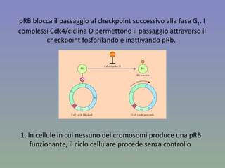 pRB blocca il passaggio al checkpoint successivo alla fase G 1 . I complessi Cdk4/ciclina D permettono il passaggio attraverso il checkpoint fosforilando e inattivando pRb.  1. In cellule in cui nessuno dei cromosomi produce una pRB funzionante, il ciclo cellulare procede senza controllo  