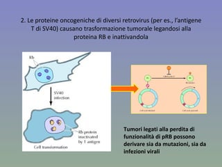 2. Le proteine oncogeniche di diversi retrovirus (per es., l’antigene T di SV40) causano trasformazione tumorale legandosi alla proteina RB e inattivandola Tumori legati alla perdita di funzionalità di pRB possono derivare sia da mutazioni, sia da infezioni virali 