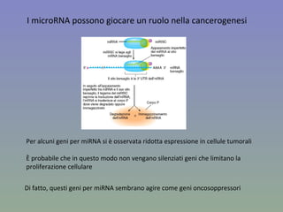I microRNA possono giocare un ruolo nella cancerogenesi Per alcuni geni per miRNA si è osservata ridotta espressione in cellule tumorali È probabile che in questo modo non vengano silenziati geni che limitano la proliferazione cellulare  Di fatto, questi geni per miRNA sembrano agire come geni oncosoppressori 