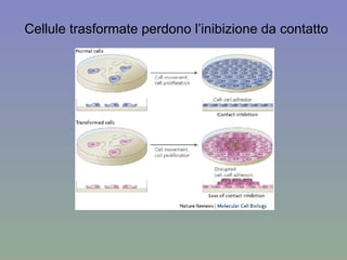 Cellule trasformate perdono l’inibizione da contatto 