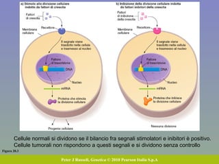 Figura 20.3 Peter J Russell,  Genetica  © 2010 Pearson Italia S.p.A Cellule normali si dividono se il bilancio fra segnali stimolatori e inibitori è positivo. Cellule tumorali non rispondono a questi segnali e si dividono senza controllo 