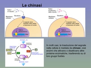 In molti casi, la trasduzione del segnale nella cellula è mediata da  chinasi , cioè enzimi che attivano o disattivano altre proteine enzimatiche, trasferendo su di loro gruppi fosfato Le chinasi 